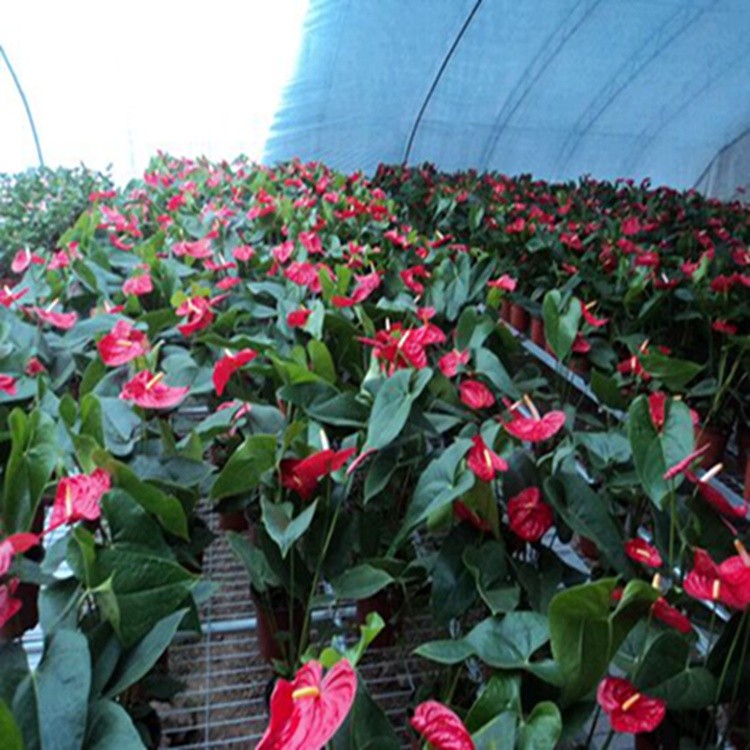 綠化花卉與豆類(lèi)種植 昆明湯池杜文亞花卉種植園的多樣經(jīng)營(yíng)